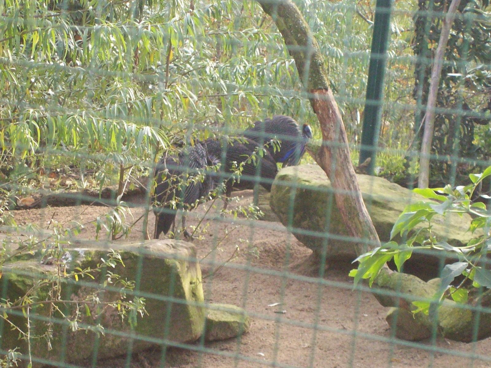 Zoom 18.10.2008-092.jpg